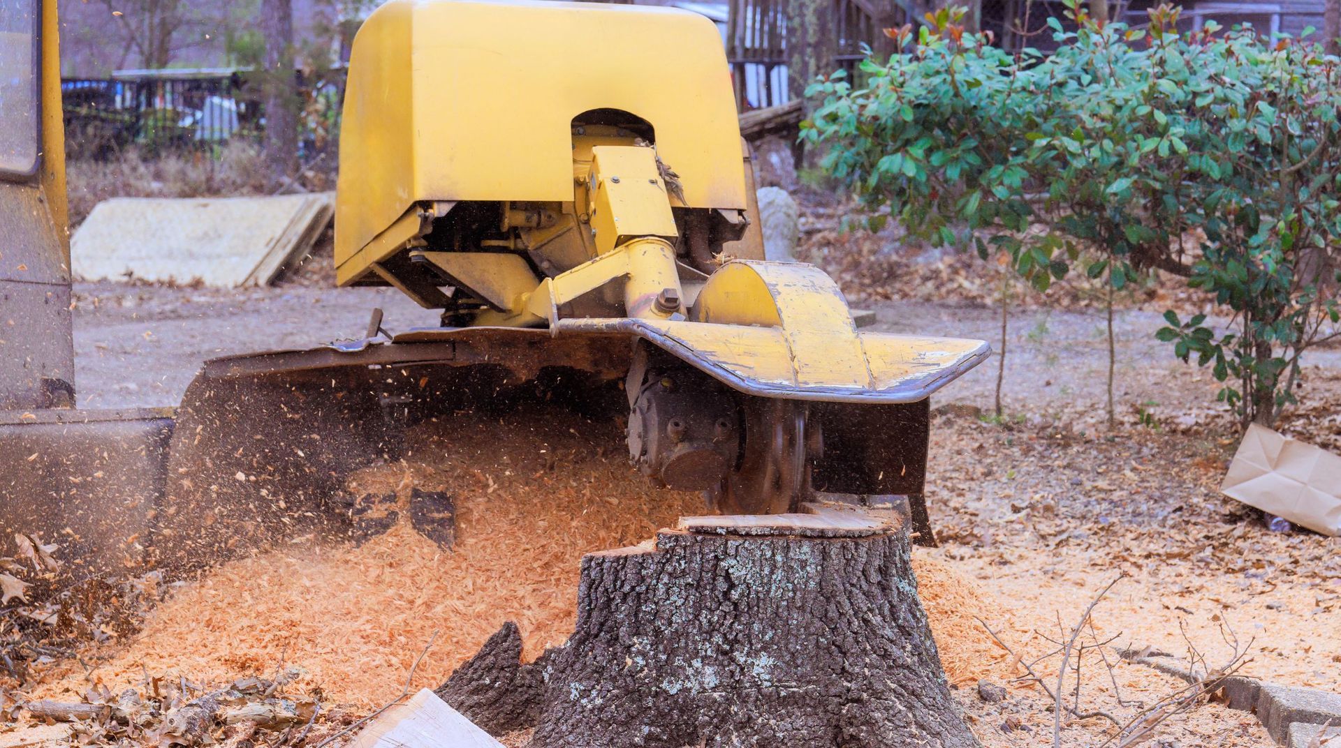 Powerful stump grinder cutting into a large tree stump and spraying wood chips during a tree service