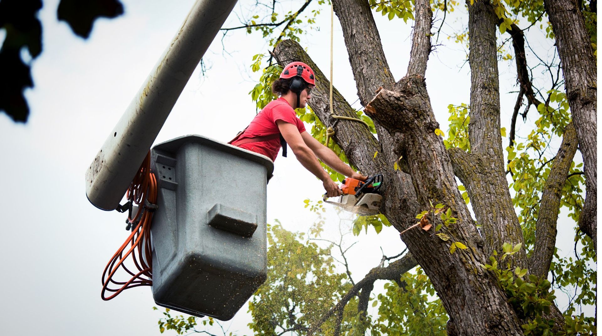 Tree worker in a bucket lift trimming branches near a tall tree during a tree service