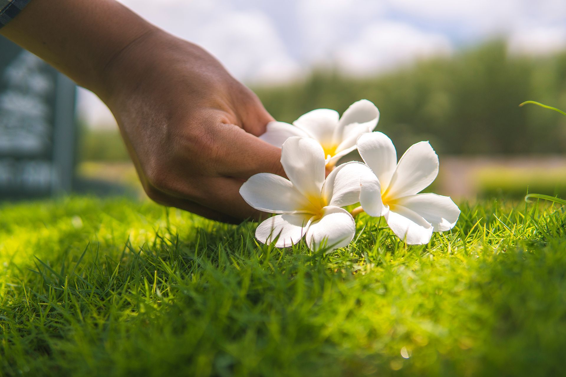 Send Flowers