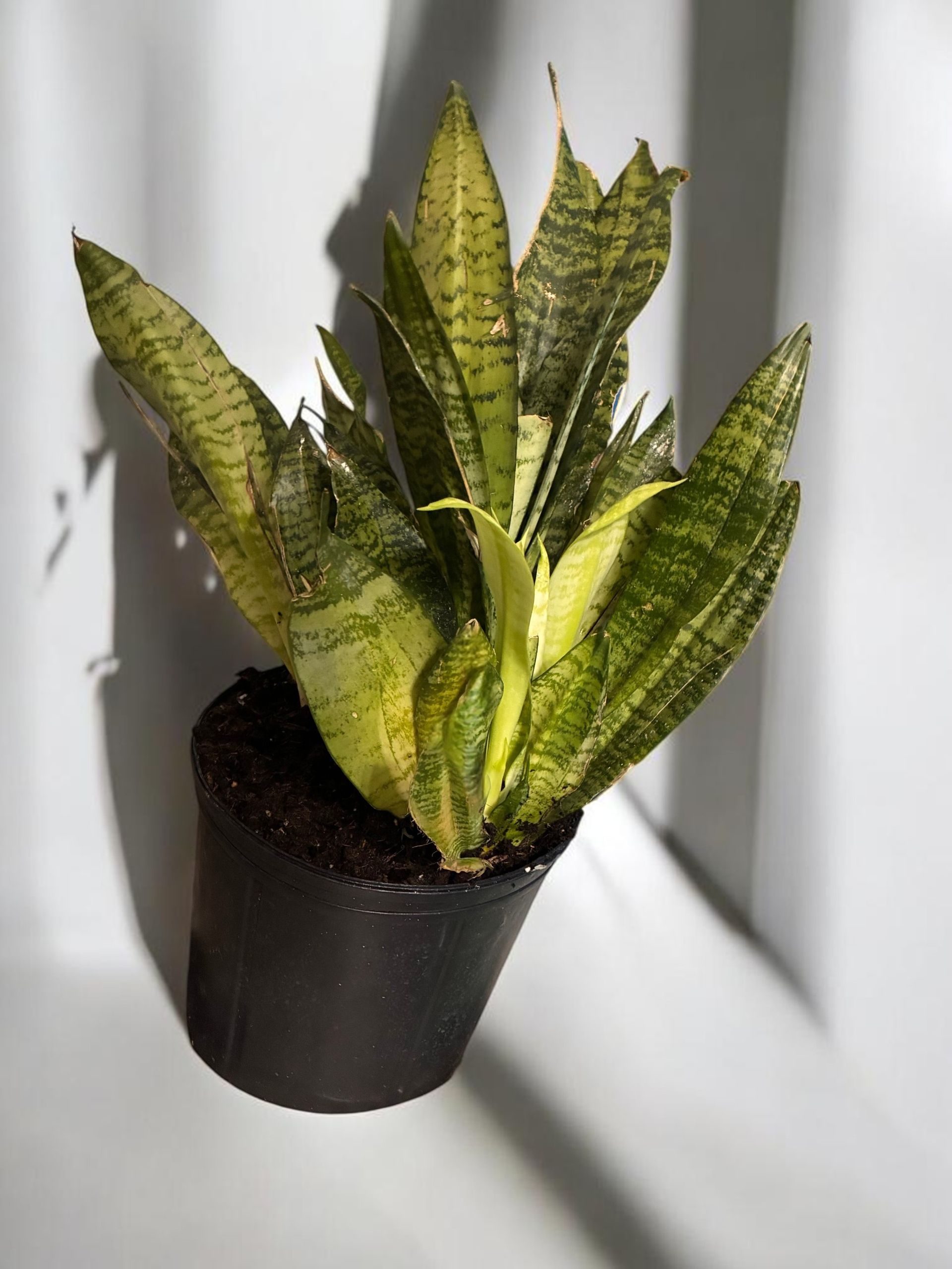 Potted snake plant with variegated green and yellow leaves against a gray background