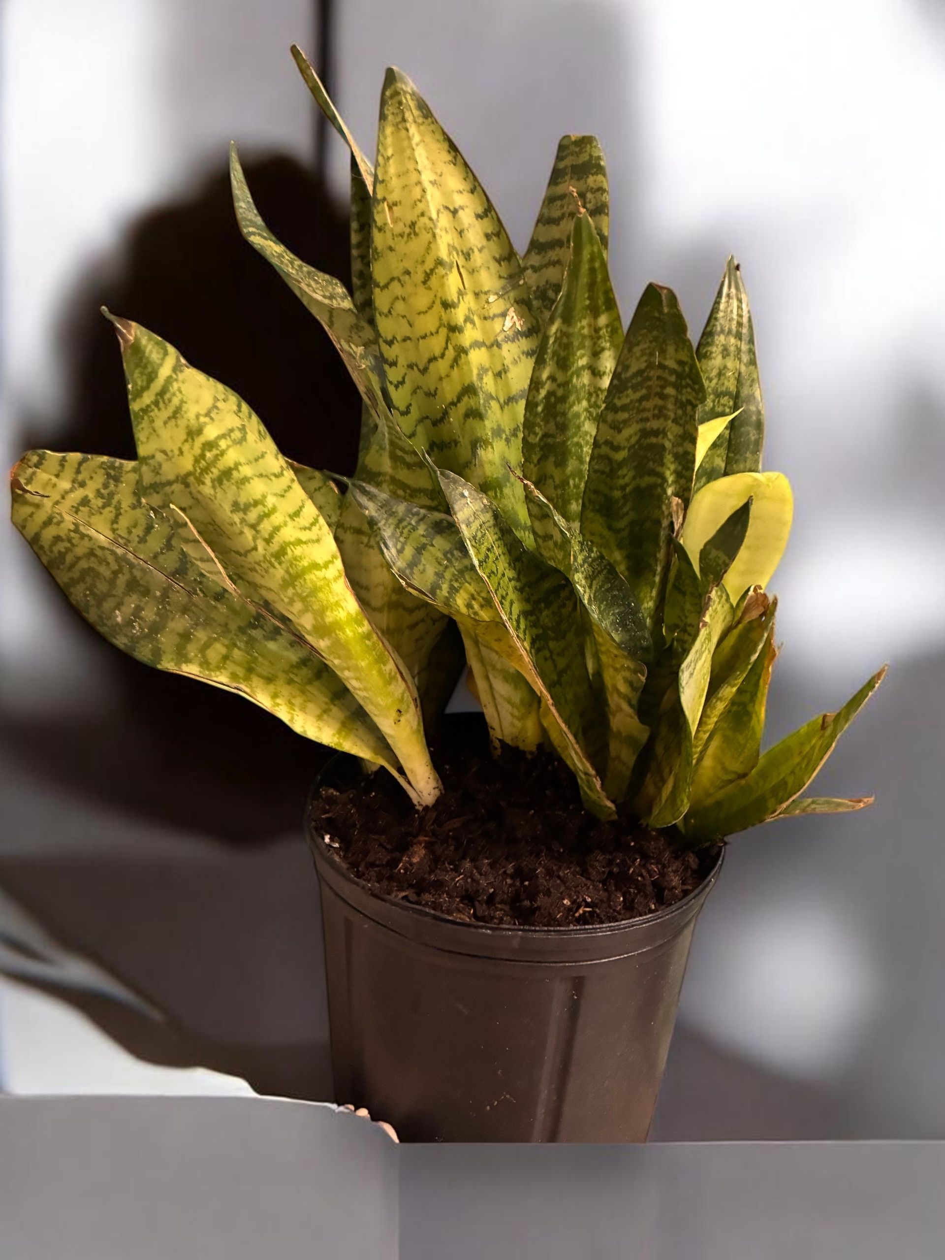 Potted snake plant with variegated green and yellow leaves against a gray background