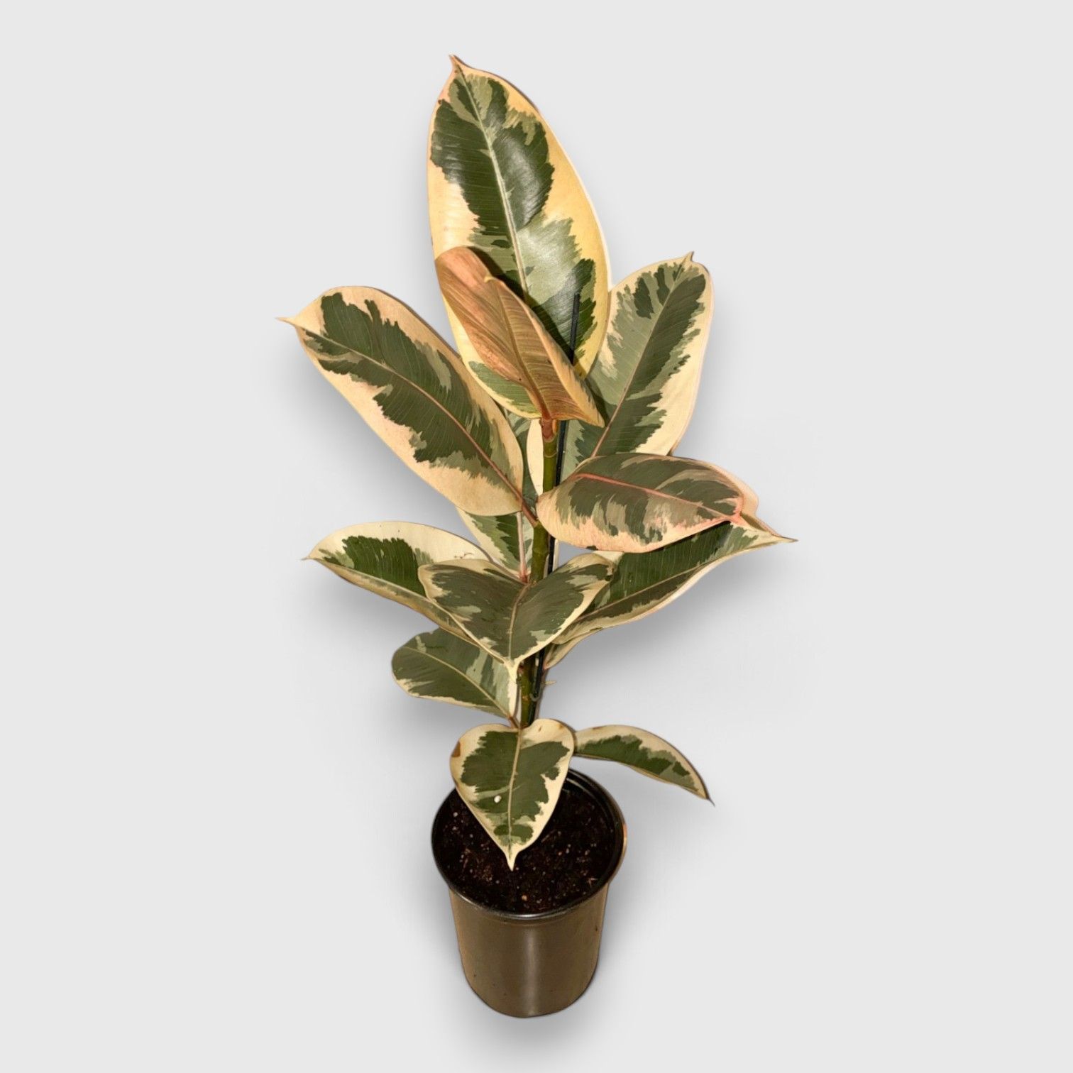 Potted variegated rubber plant with green and cream leaves on a plain light background