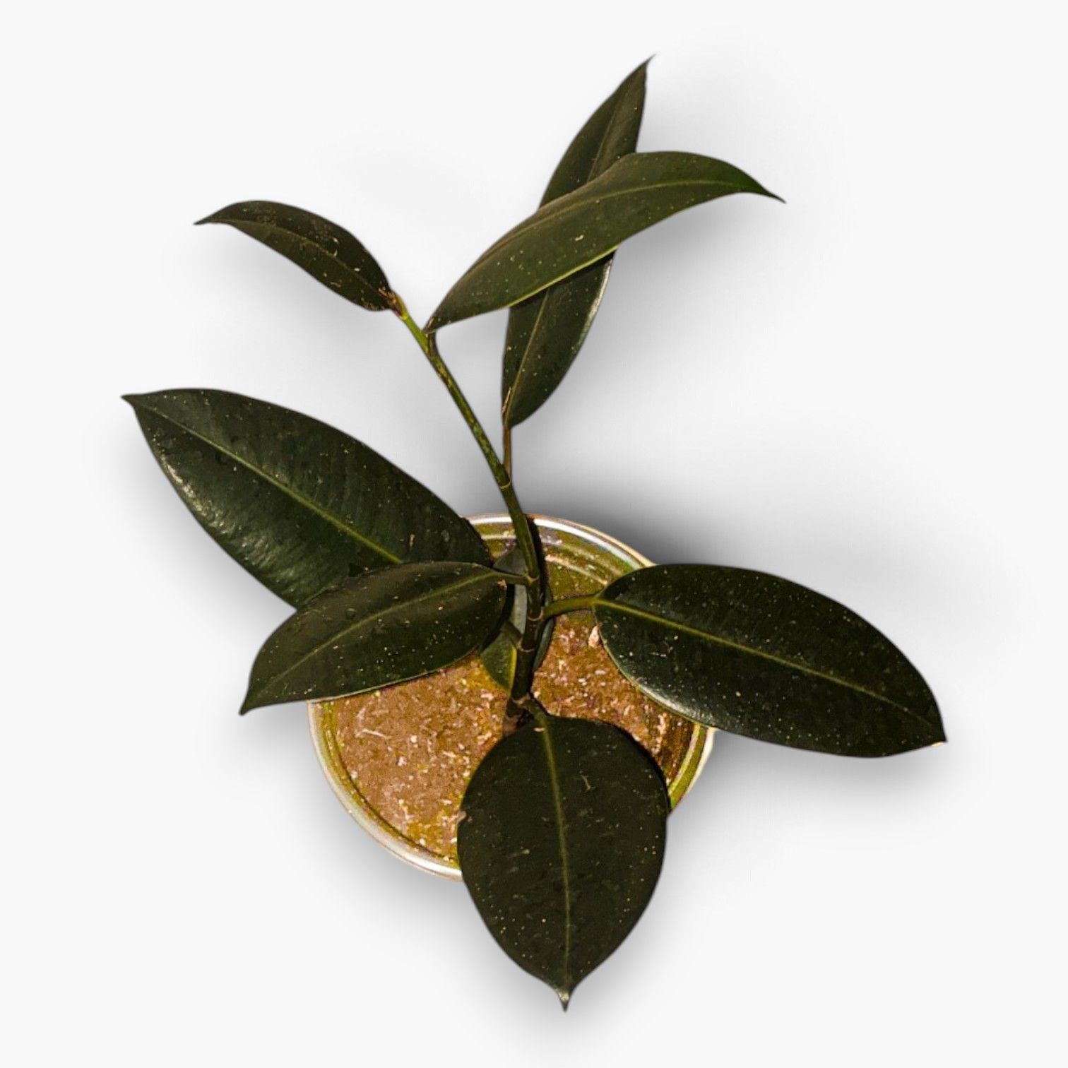 Small potted green houseplant with long glossy leaves on a white background