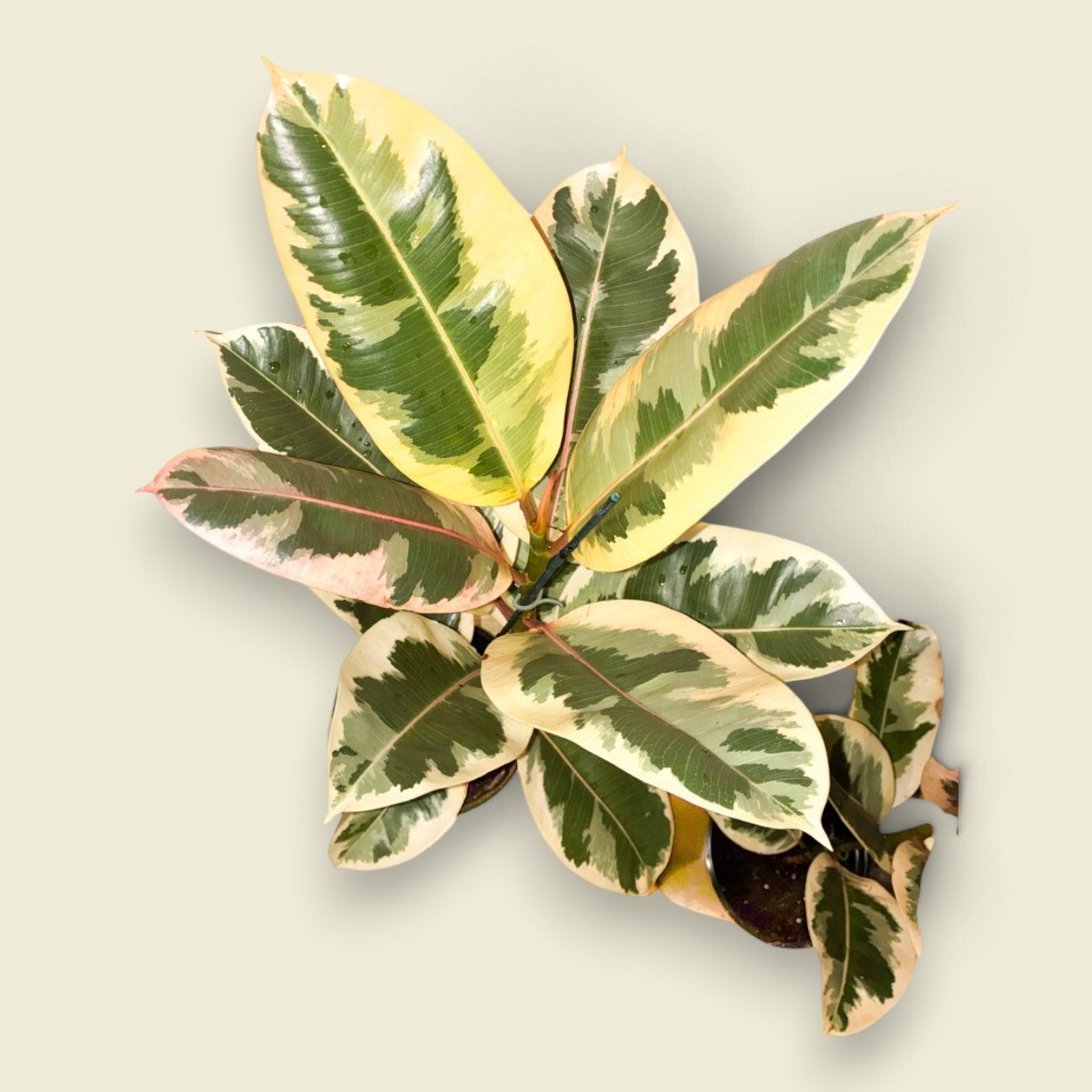 Potted variegated rubber plant with green and cream leaves on a plain light background