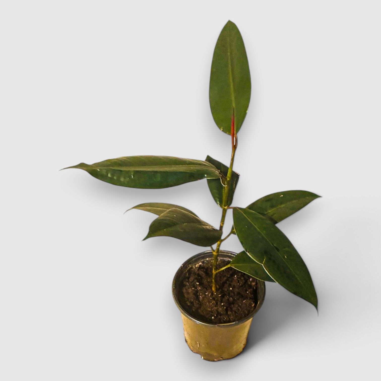 Small potted green houseplant with long glossy leaves on a white background