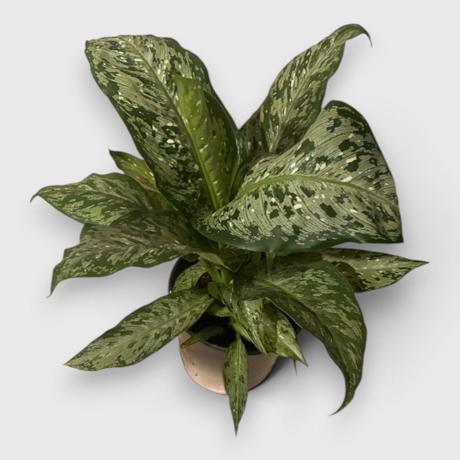 Potted green variegated houseplant with speckled leaves against a plain white background