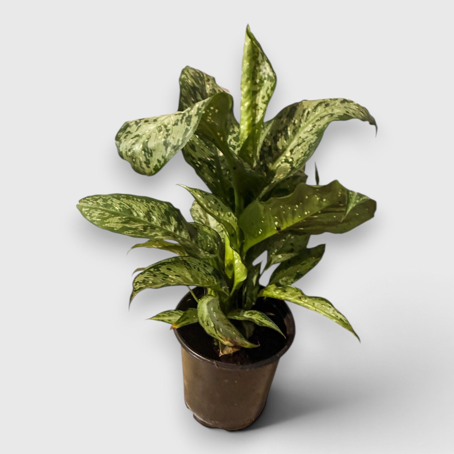 Potted green variegated houseplant with speckled leaves against a plain white background