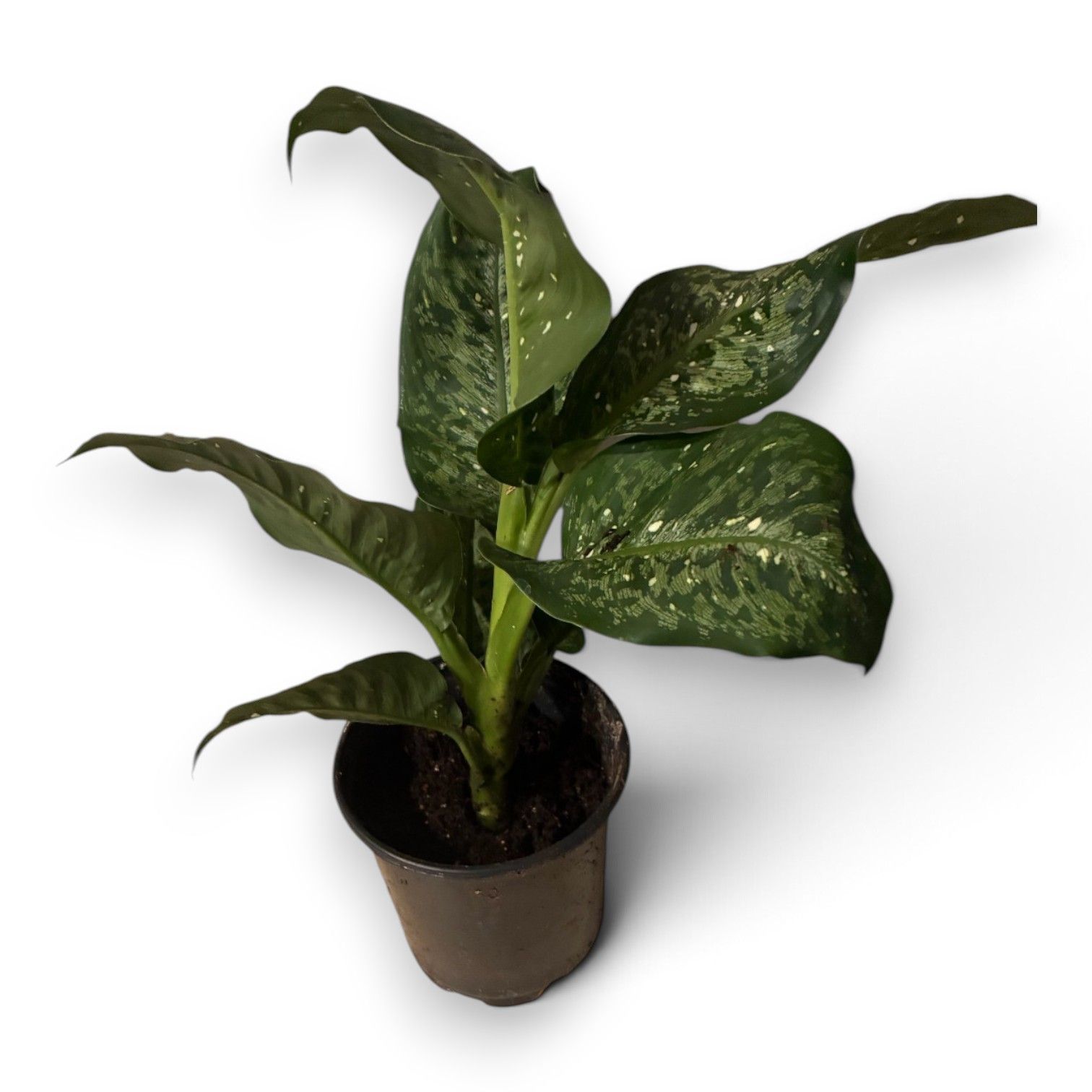 Potted green houseplant with broad speckled leaves on a white background