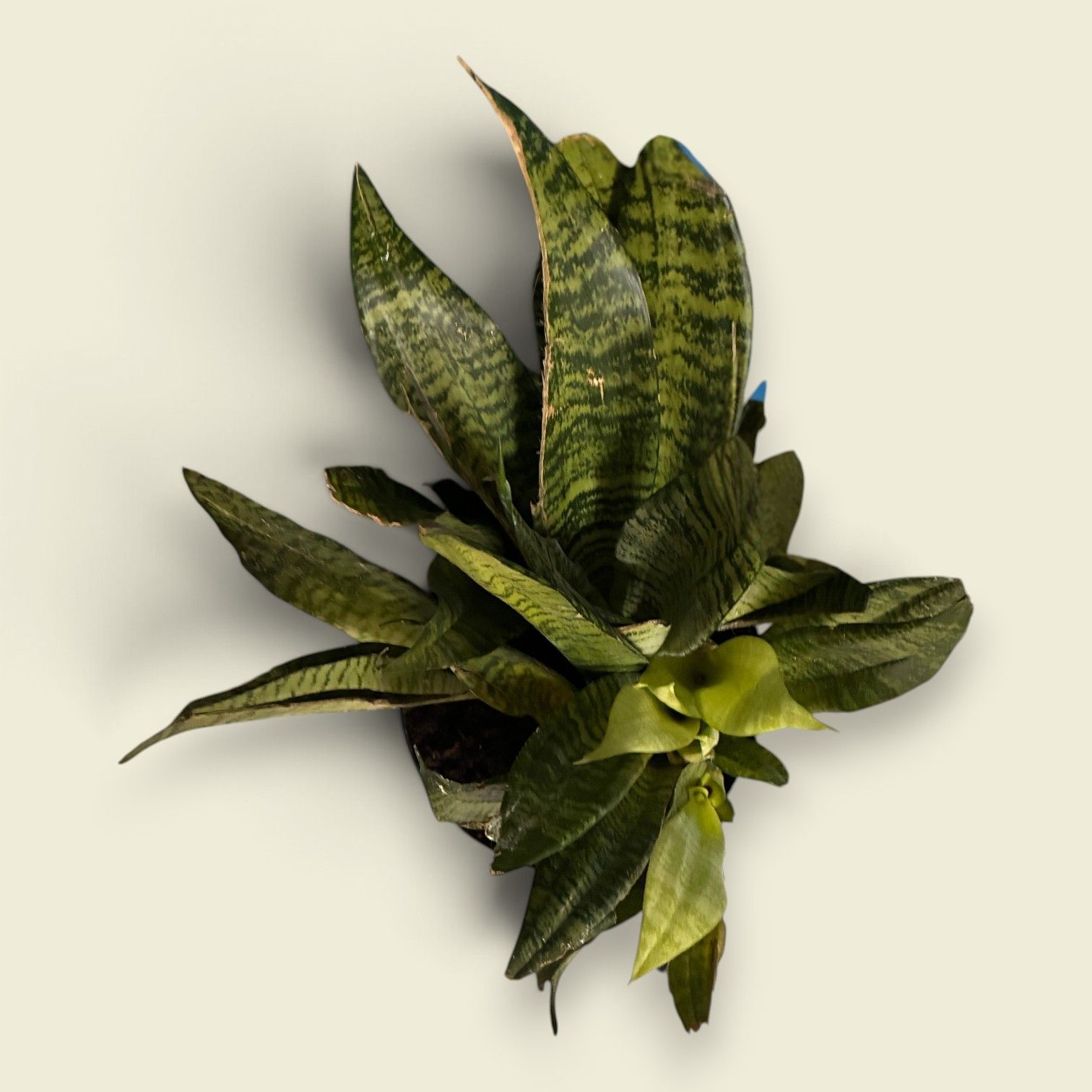 Potted snake plant with long green variegated leaves on a light background