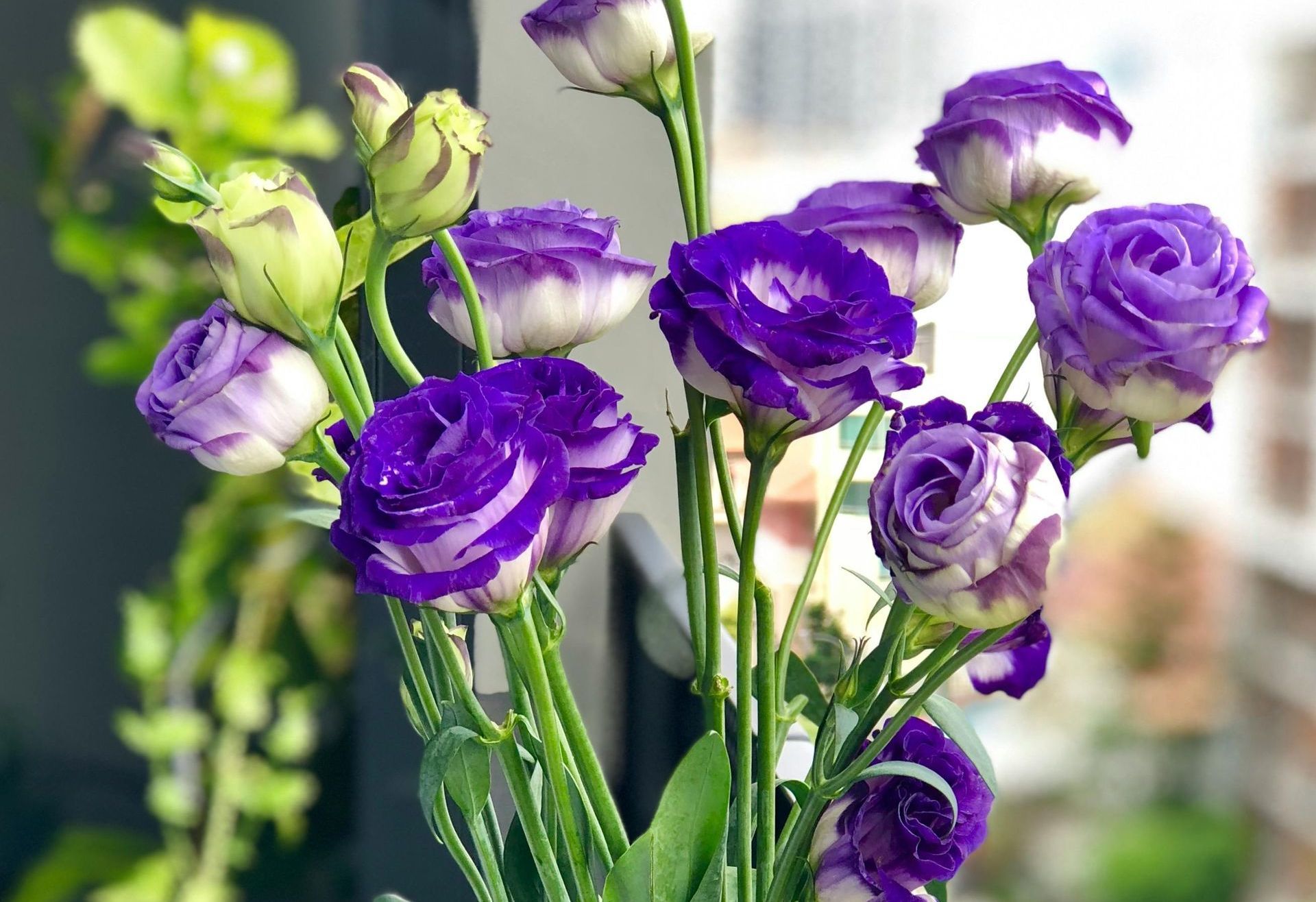 purple flowers symbolizing how to order funeral flowers
