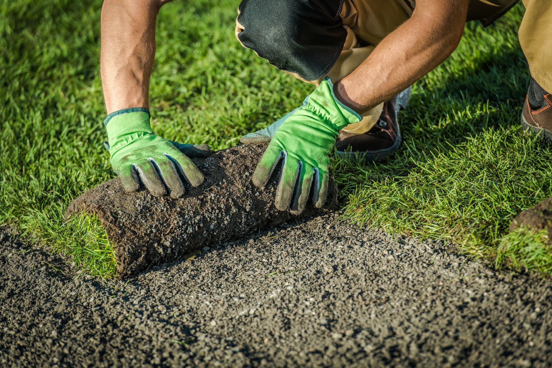 A landscaper rolls out new turf on a lawn during spring season. A landscaper rolls out new turf on a lawn during spring season.