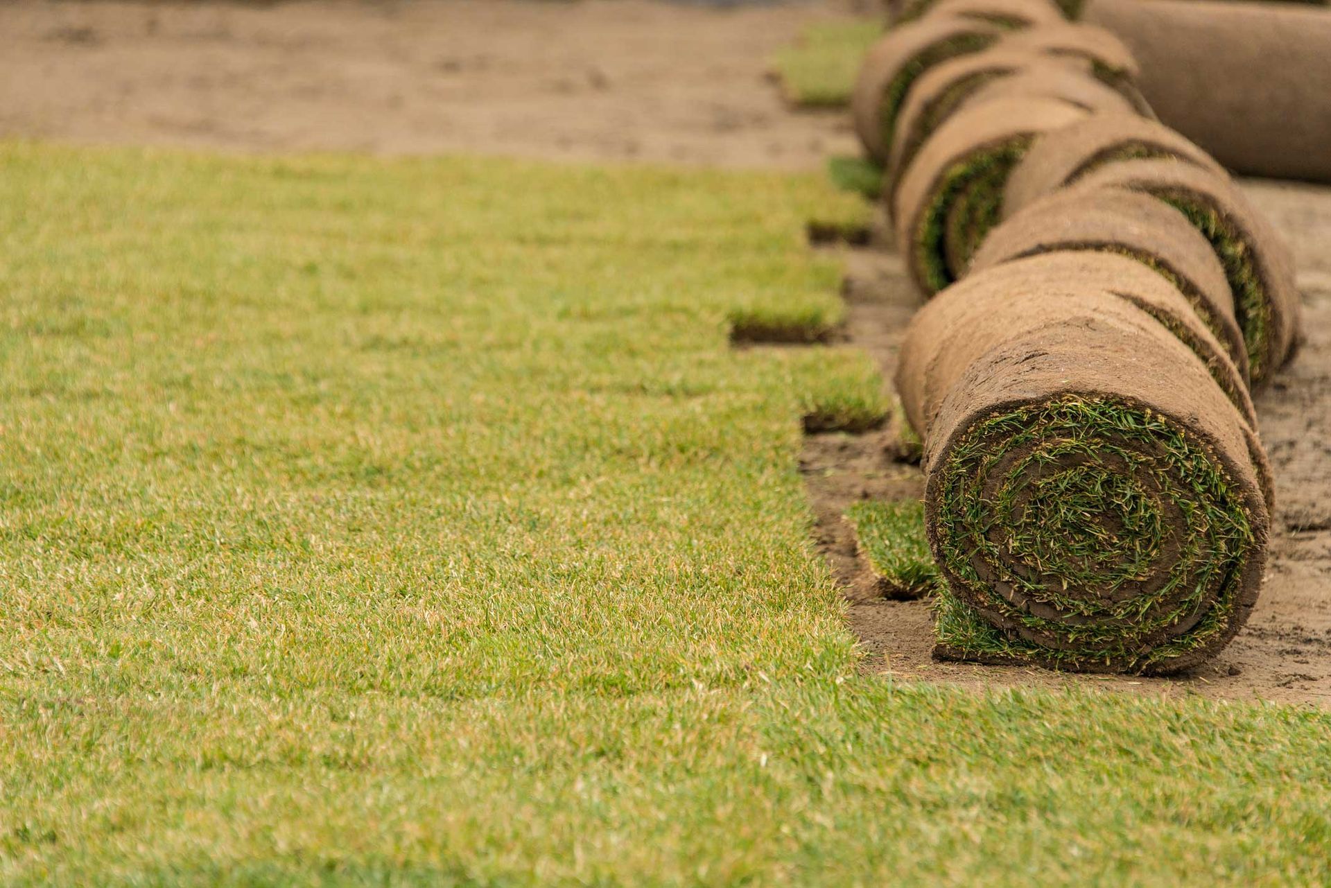 Freshly rolled instant turf ready for installation on prepared soil surface in backyard.