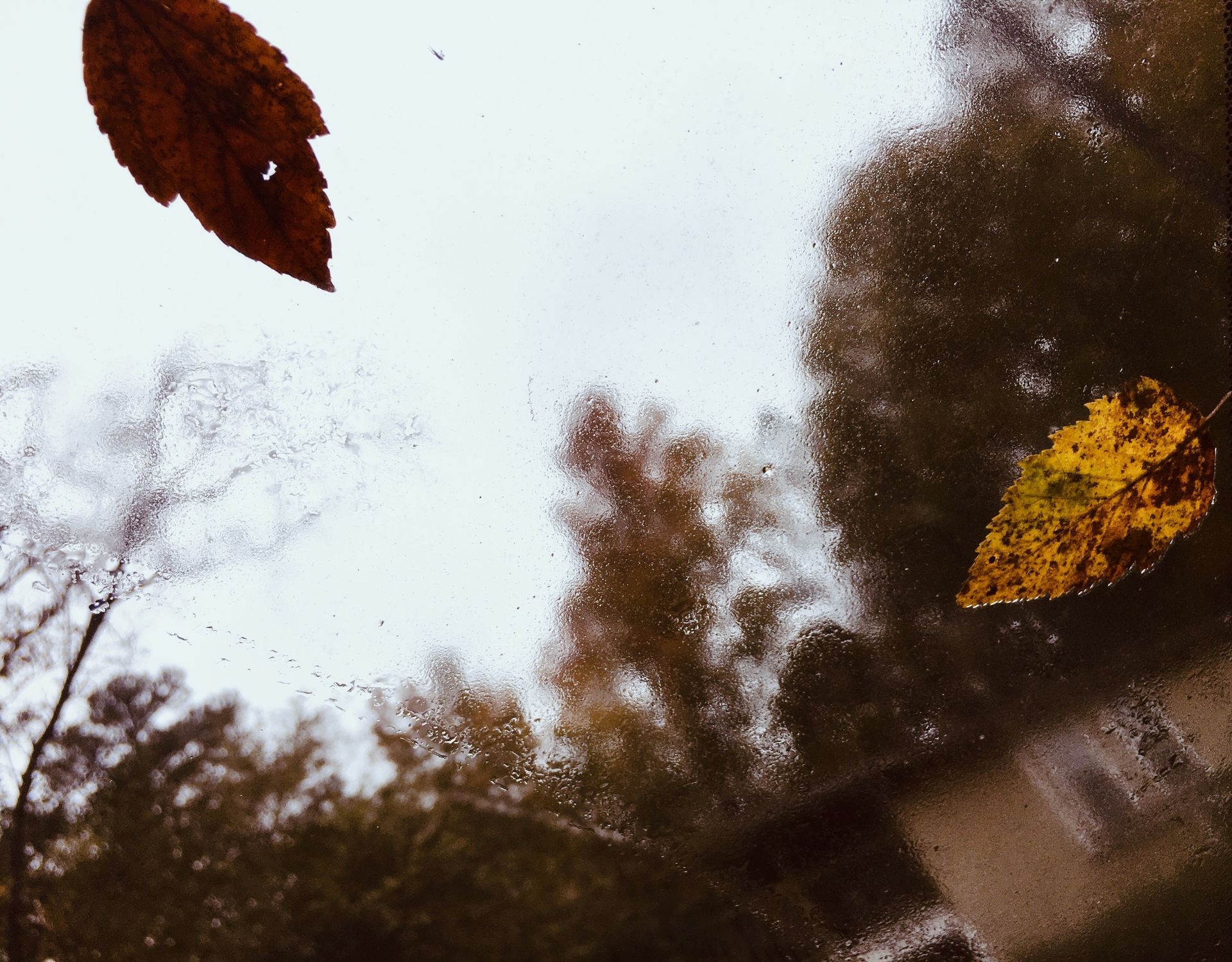 allie vance photography