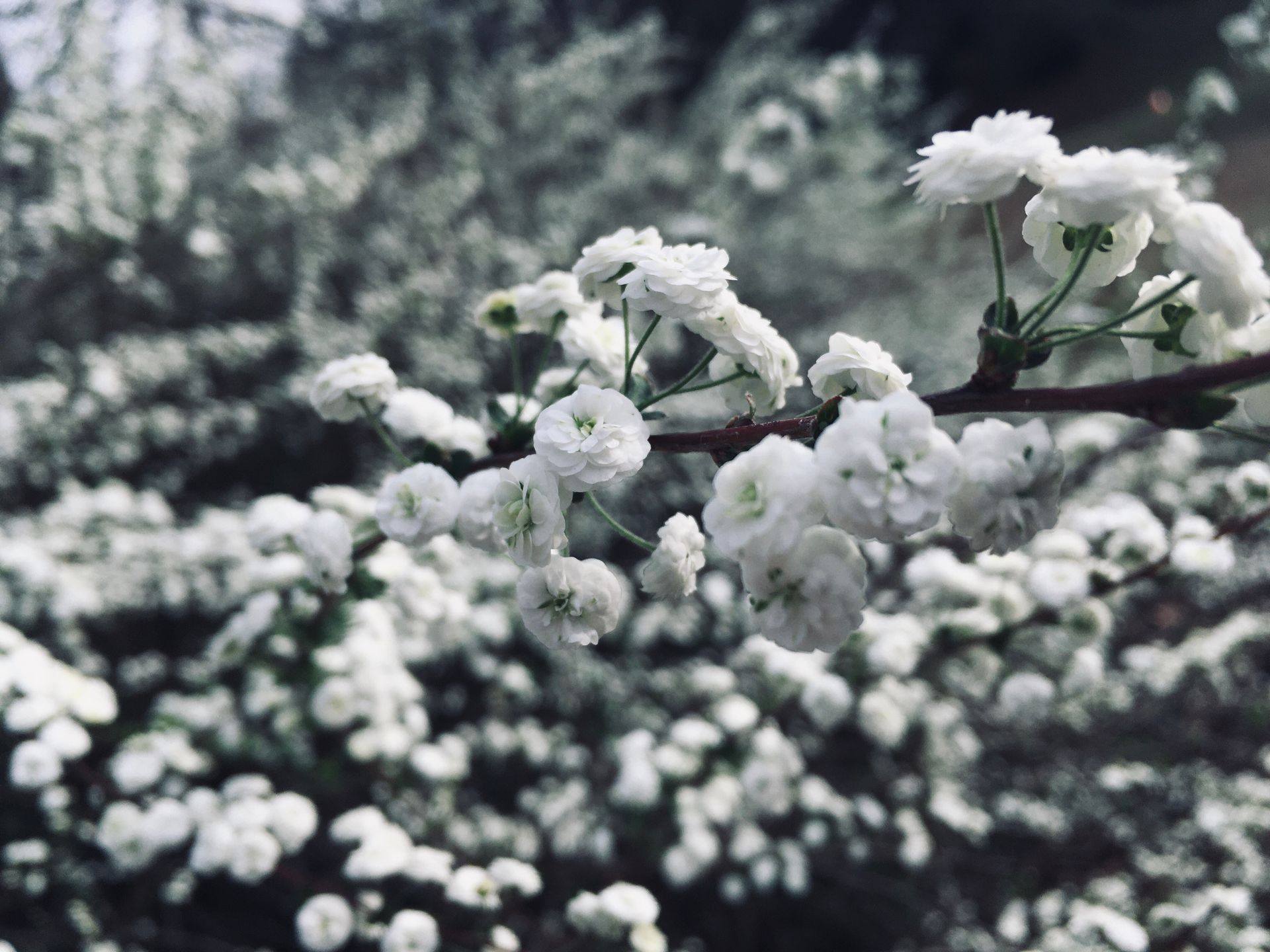 allie vance photography