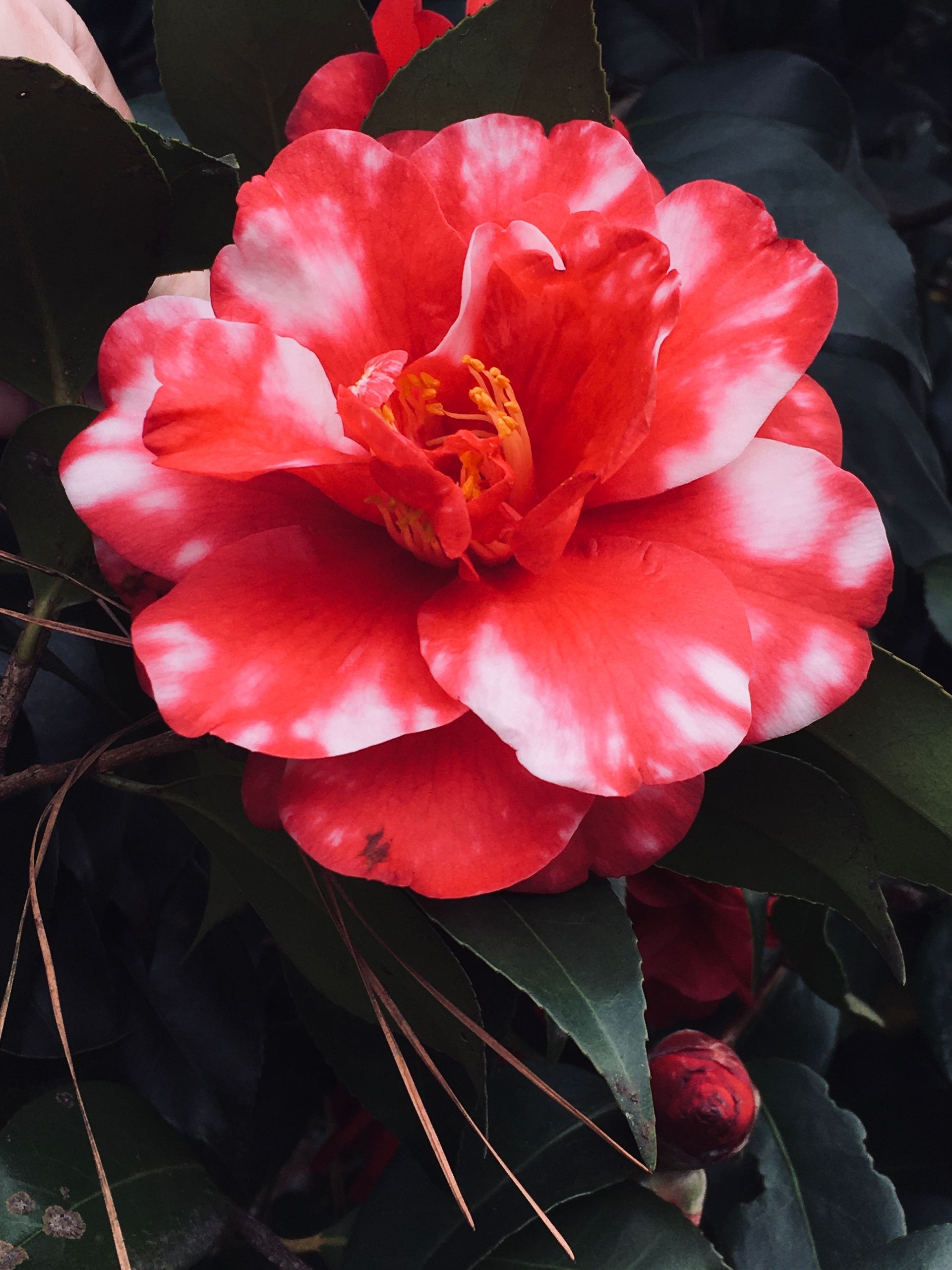 allie vance photography
