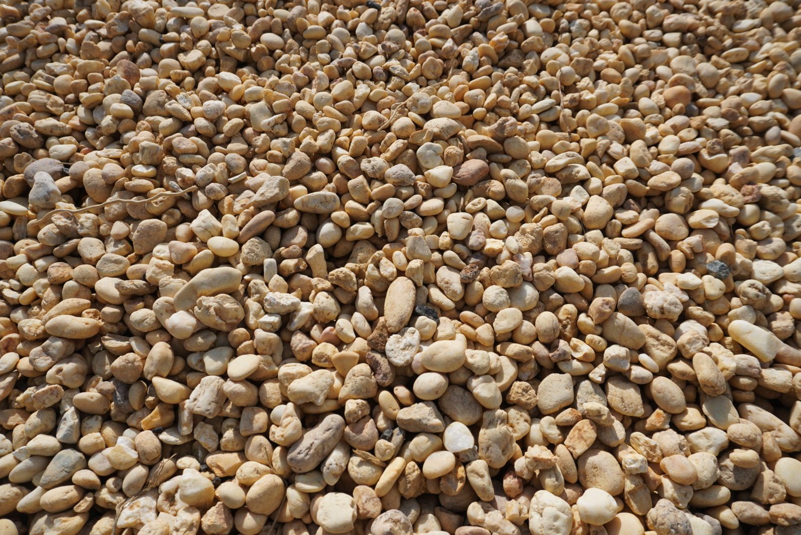 Close-up of a pile of small tan and white pebbles covering the ground
