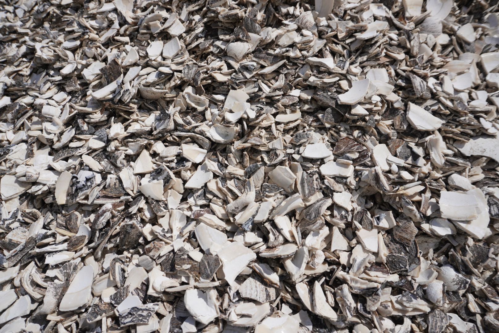 Pile of broken white and gray shell fragments covering the ground
