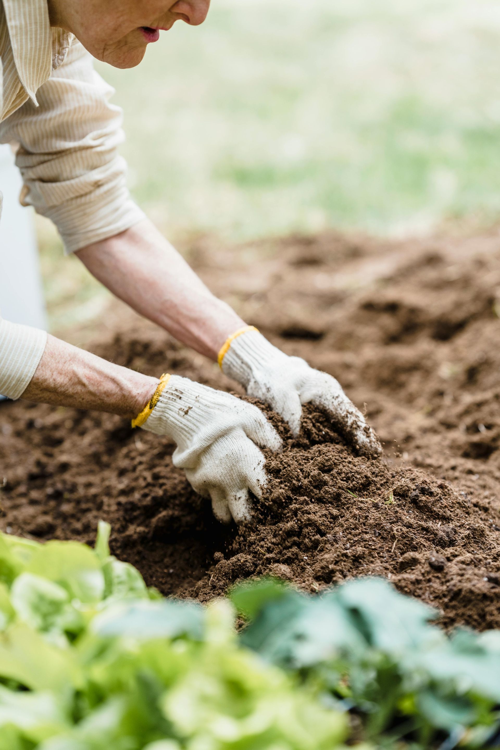 Gloved hands planting seedlings in a garden bed with fresh soil and green leaves nearby