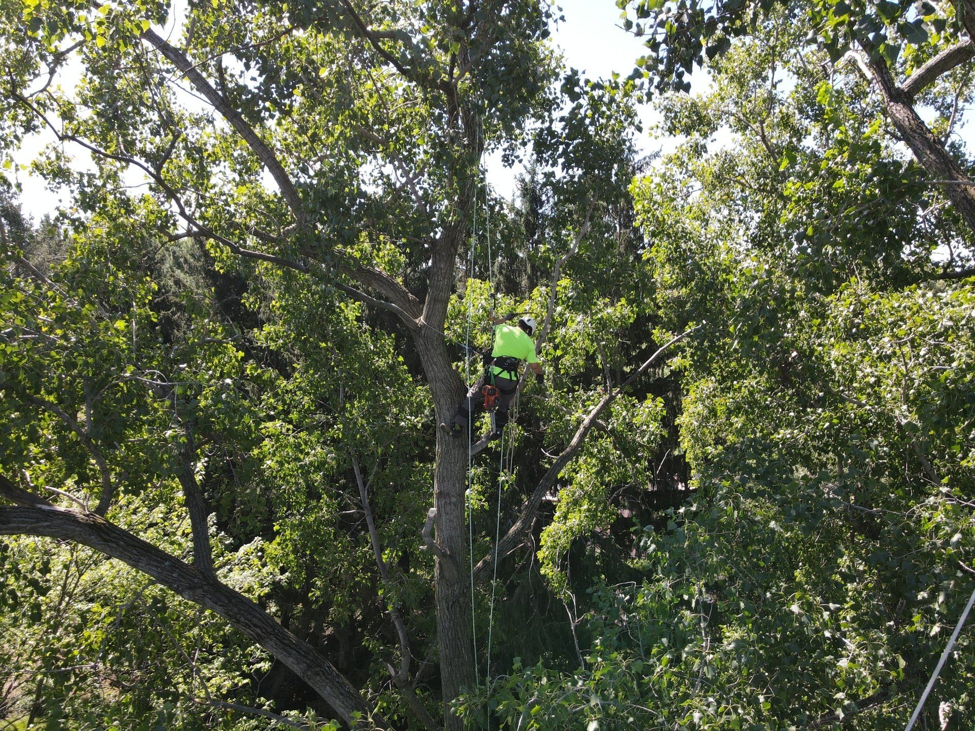 A man in a green vest is climbing a tree.