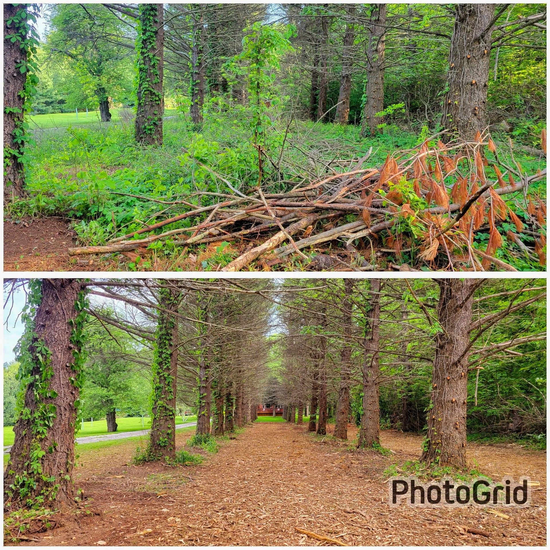 Top: Forest clearing with fallen branches. Bottom: Dirt path lined with trees.