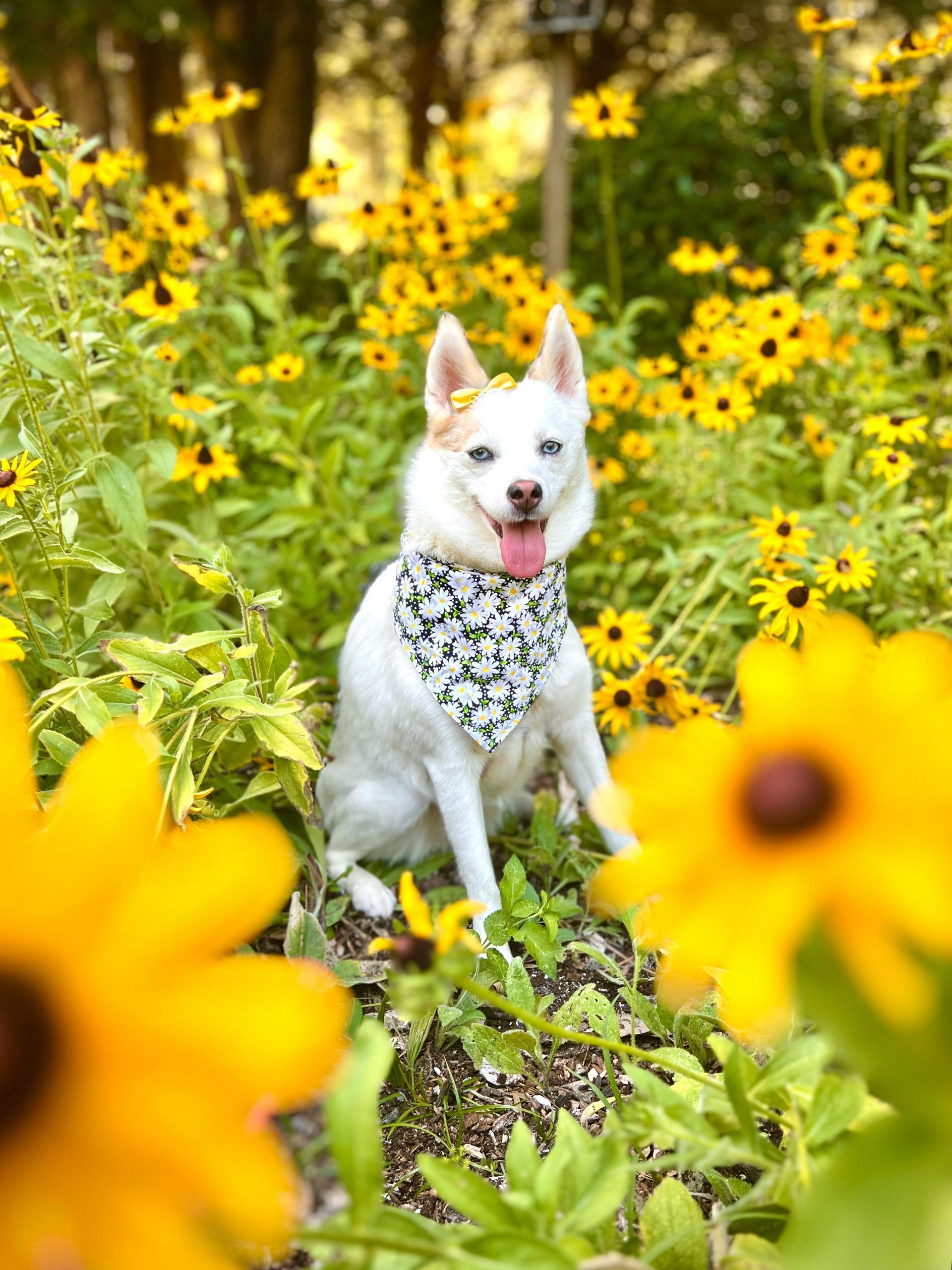 White dog with blue eyes wearing a floral bandana and a flower in its hair, sitting amongst yellow flowers.