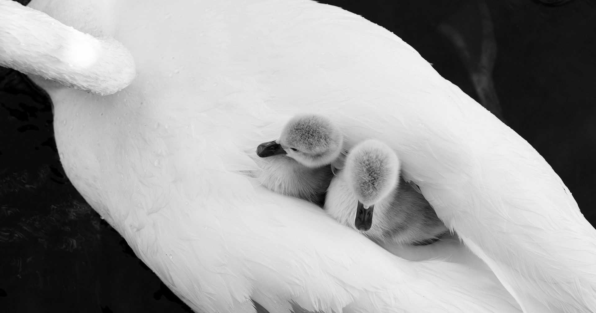 A black and white photo of a bird holding two baby birds.