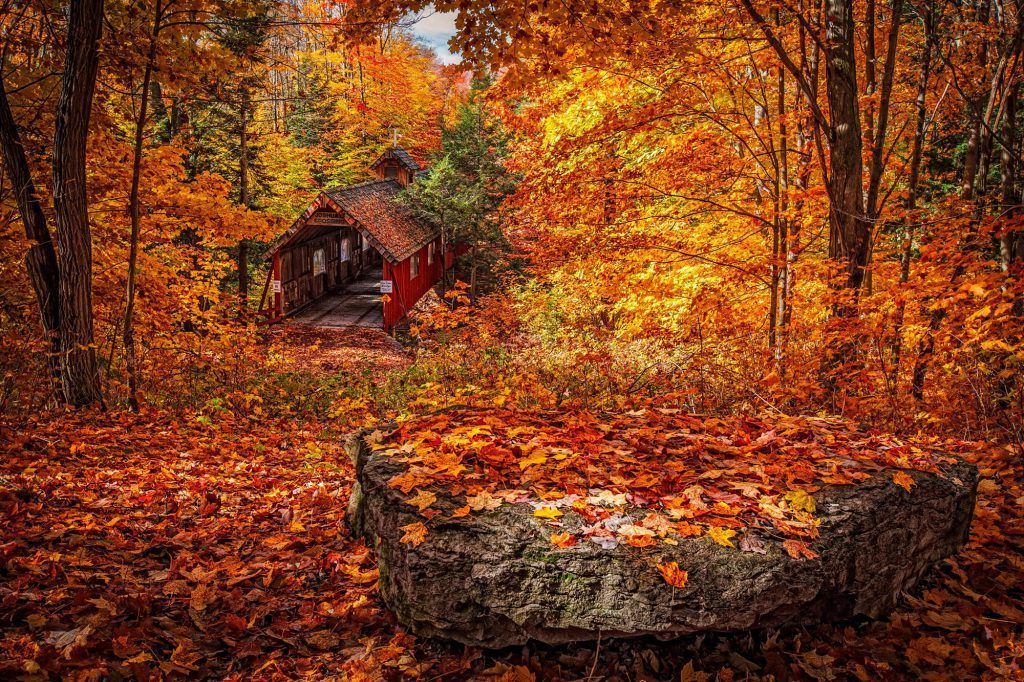 A covered bridge in the middle of a forest surrounded by trees and leaves.