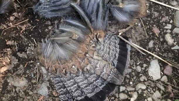 Feathers of a bird laying on the rocky ground
