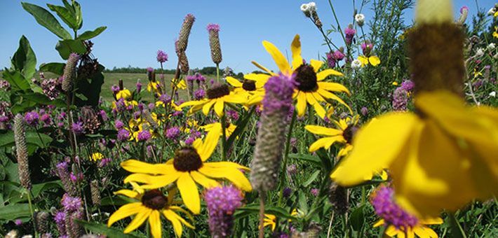 A field of yellow and purple flowers with a blue sky in the background