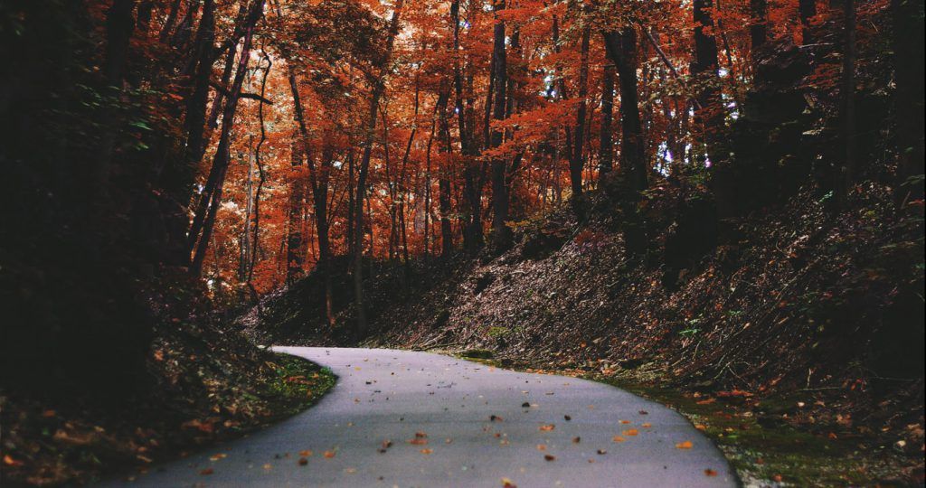 A road going through a forest with trees covered in leaves