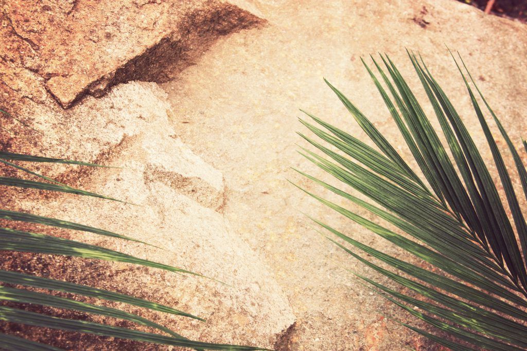 A palm tree leaf is laying on a rocky surface.
