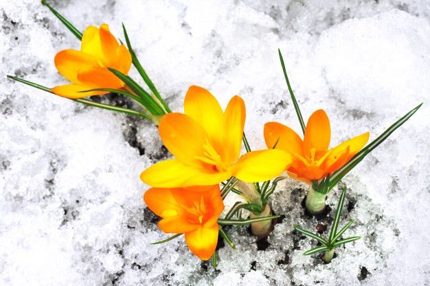 Three yellow flowers are growing out of the snow.