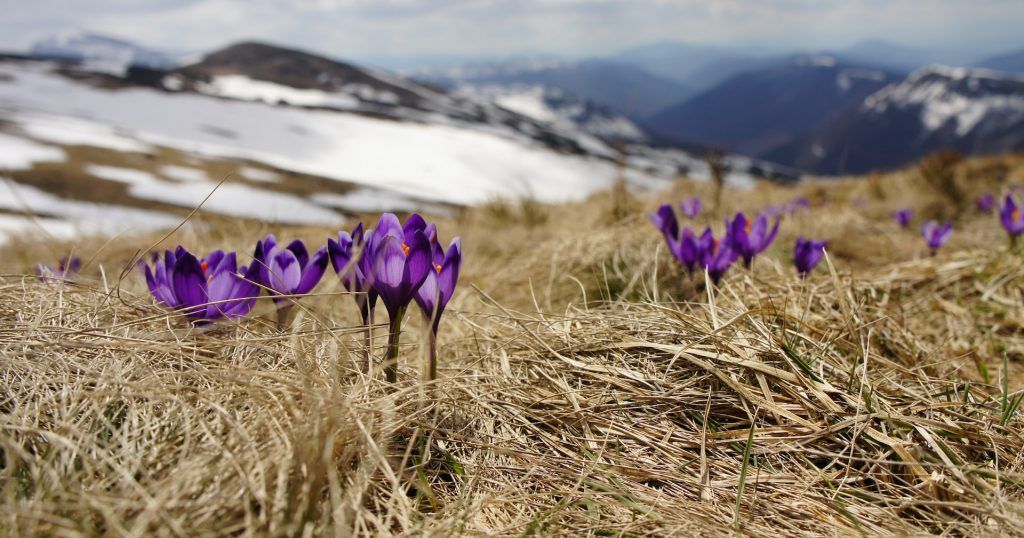 Purple flowers are growing in a field with mountains in the background.