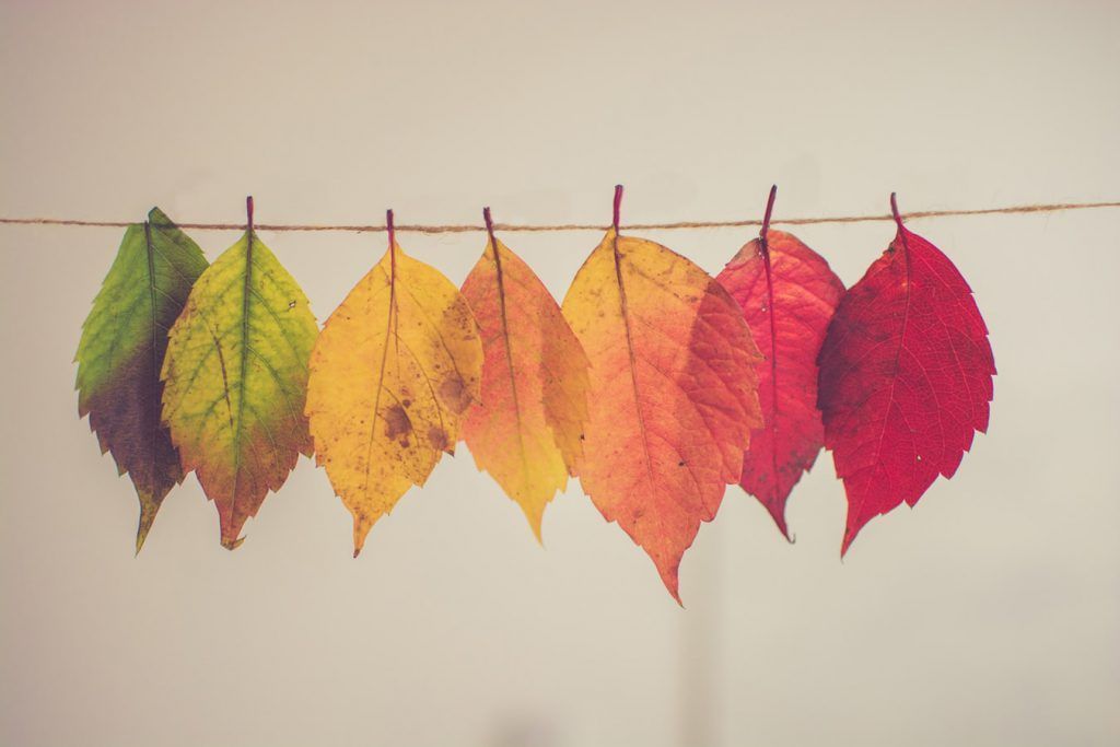 A row of colorful leaves hanging on a string.