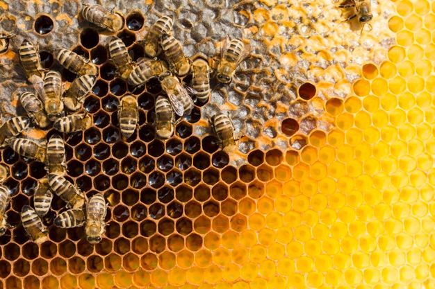 A close up of a honeycomb with bees on it.