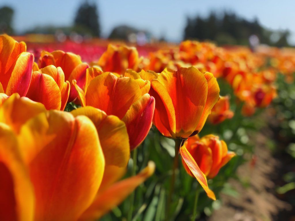 A field of orange and yellow tulips with trees in the background