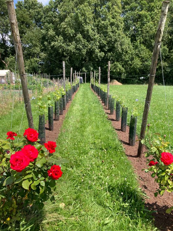 Rijen jonge planten in beschermende hoezen, omzoomd door rozenstruiken met rode bloemen, en een graspad.