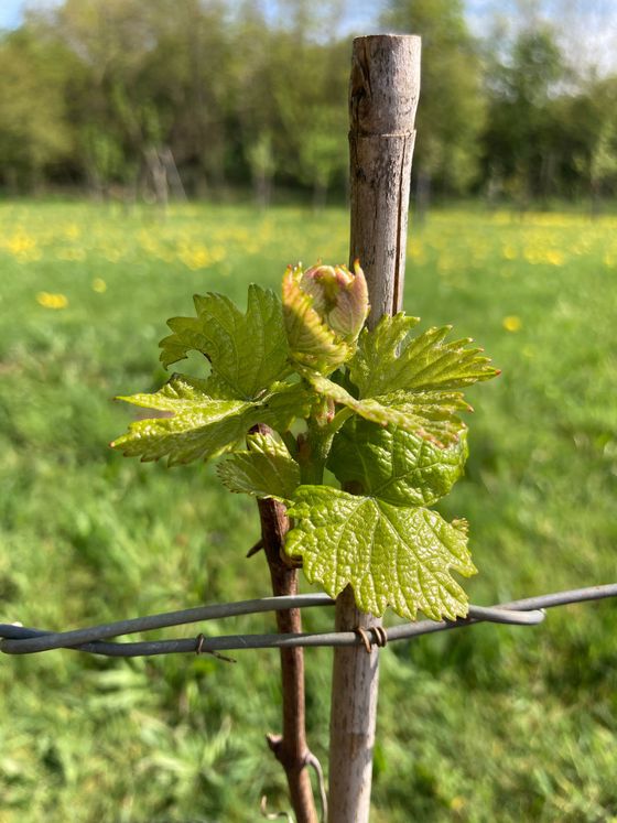 Een druivenrankknop met nieuwe groene bladeren groeit aan een houten paal, vlakbij een prikkeldraadhek en een groen veld.