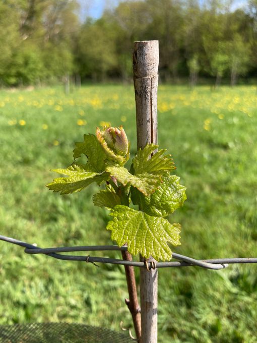 Een wijnrank met heldergroene bladeren die tegen een houten paal groeit, in een veld.