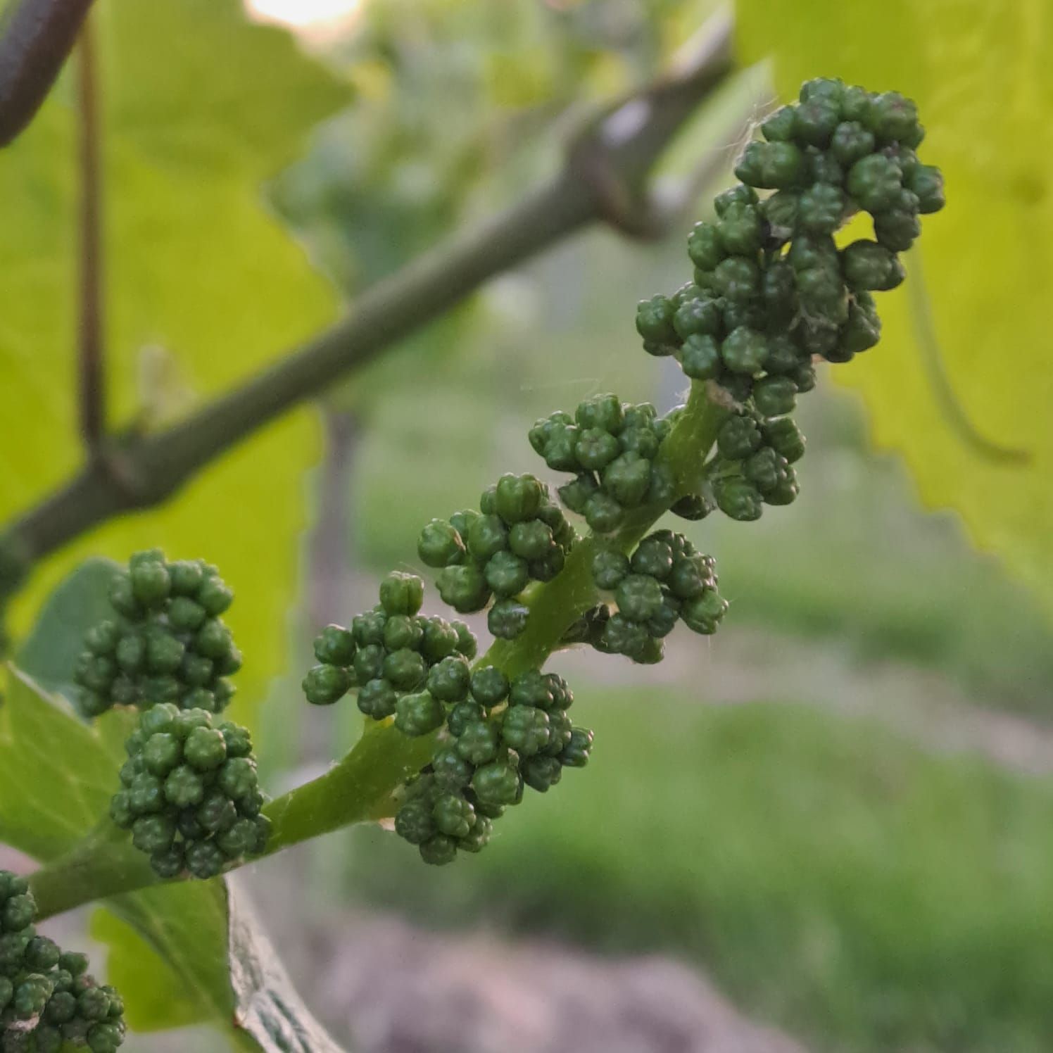 Wijnrank met kleine groene druiventrossen, close-up met een zachtgroene achtergrond.