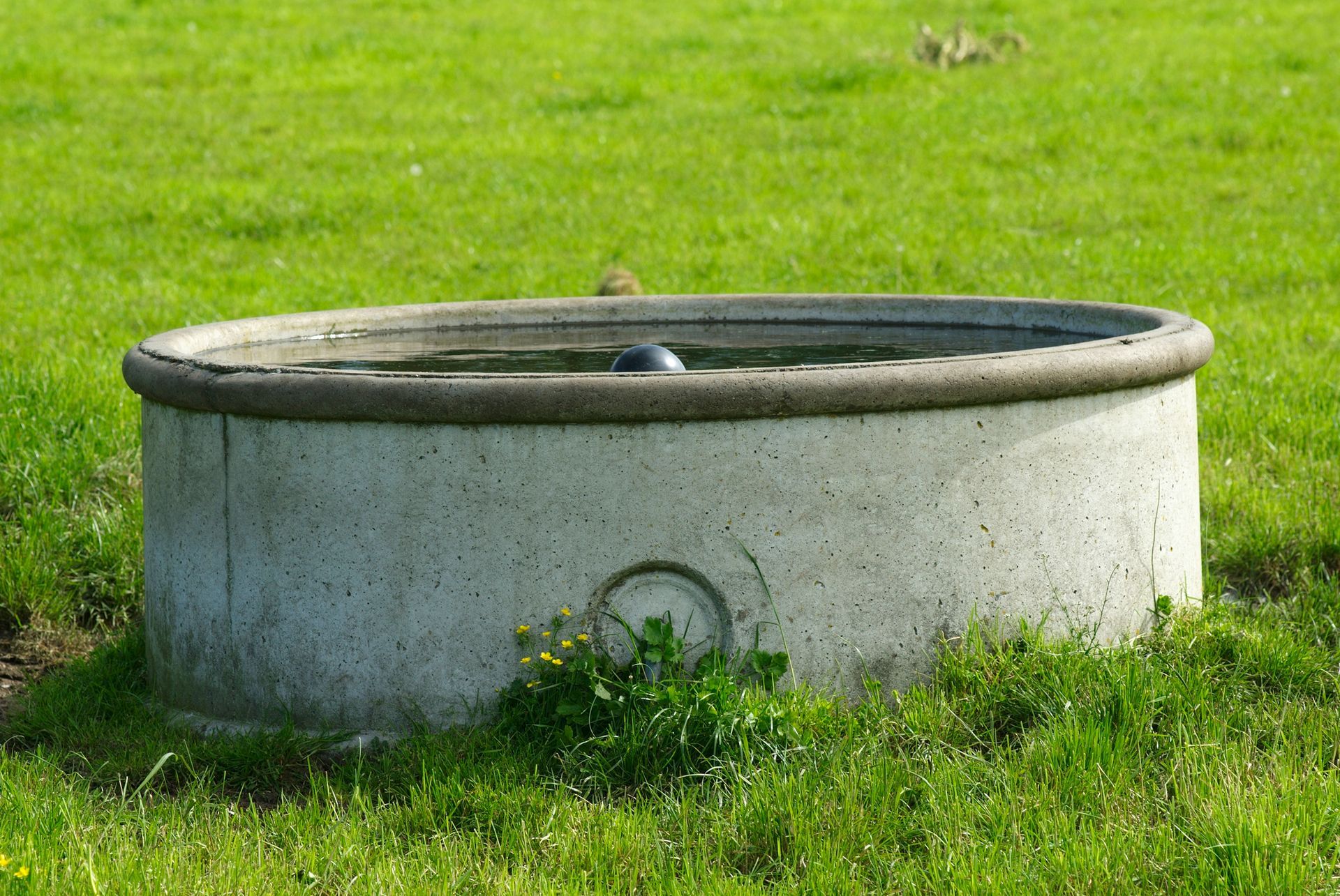 Concrete water trough in a grassy field with a small patch of yellow flowers in front.