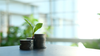 Stack of coins with a small plant growing out, symbolizing financial growth.