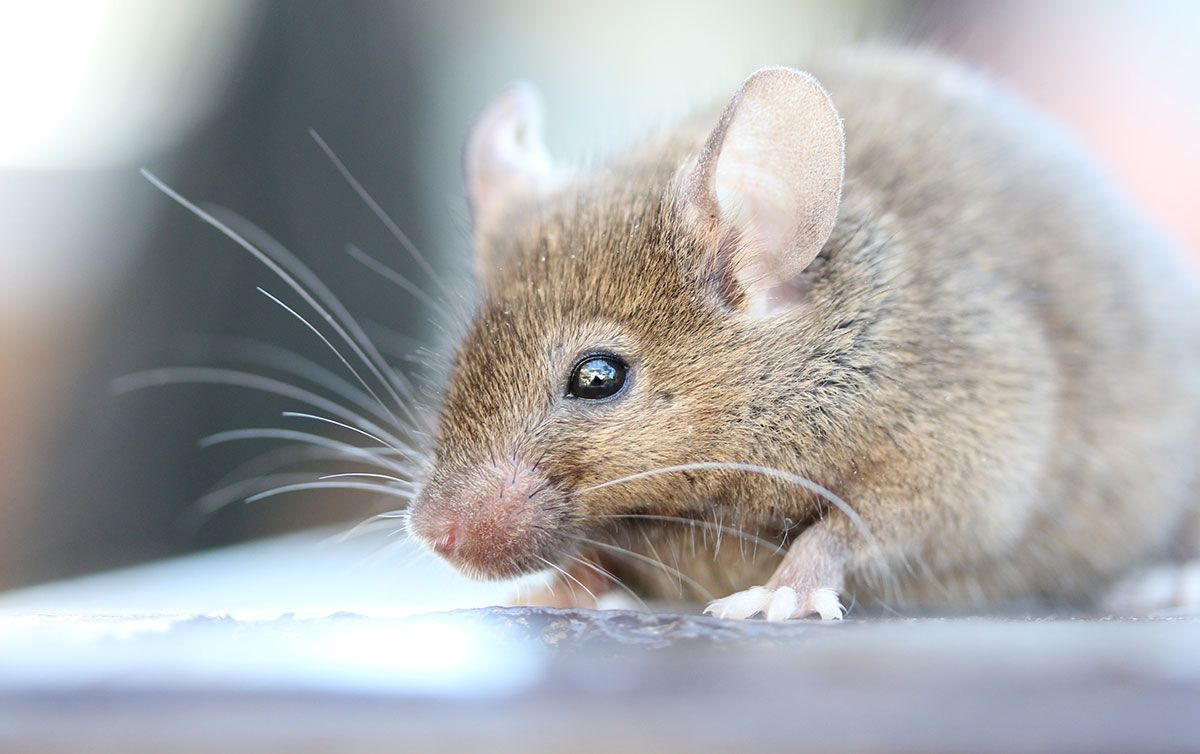 ratón