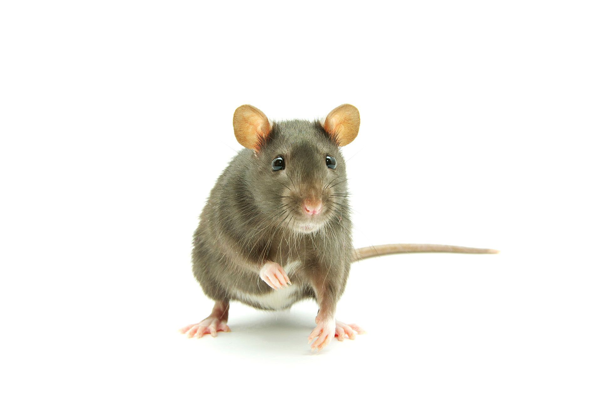Ratón