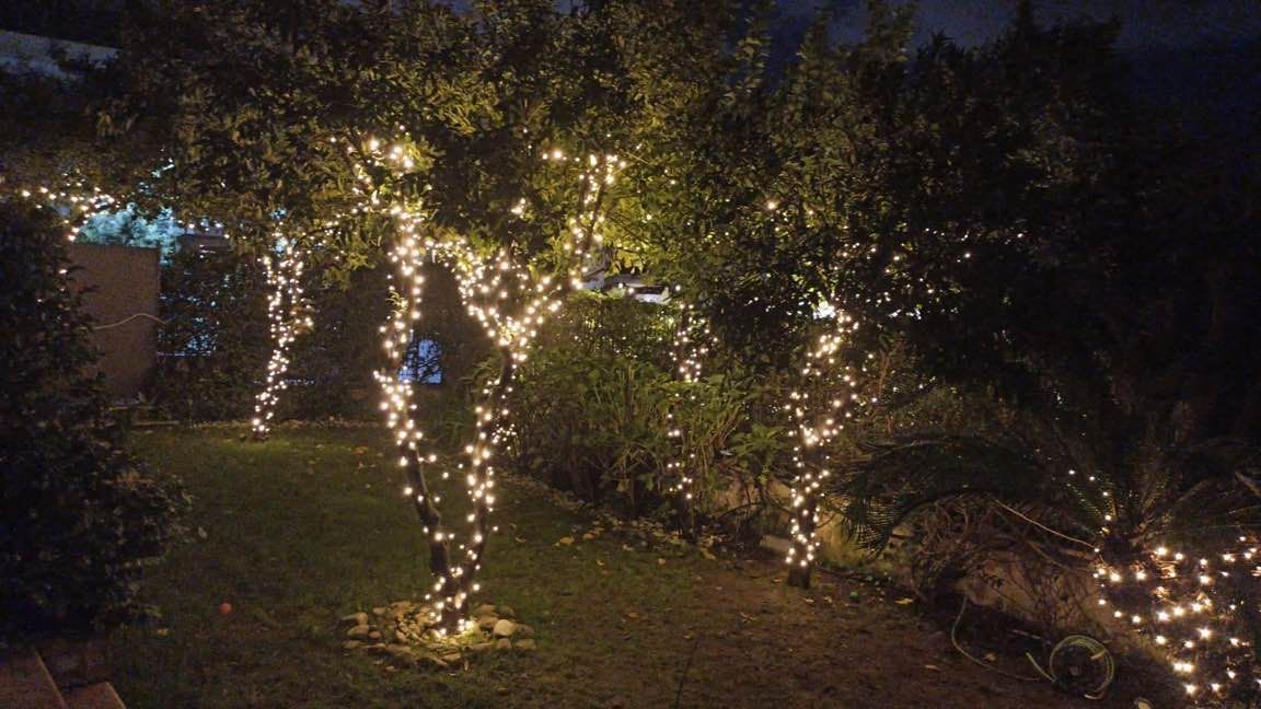 Giardino con alberi decorati con luci natalizie