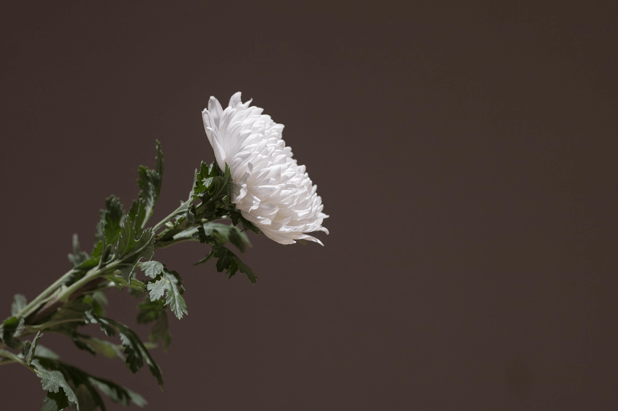 cremation services Middleburg, FL