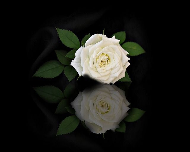 cremation services Middleburg, FL