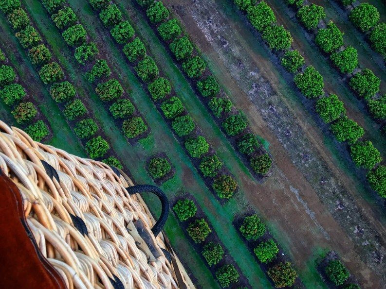 Aerial View Of Orchard From A Hot Air Balloon — All Grind & Coat in Mareeba, QLD