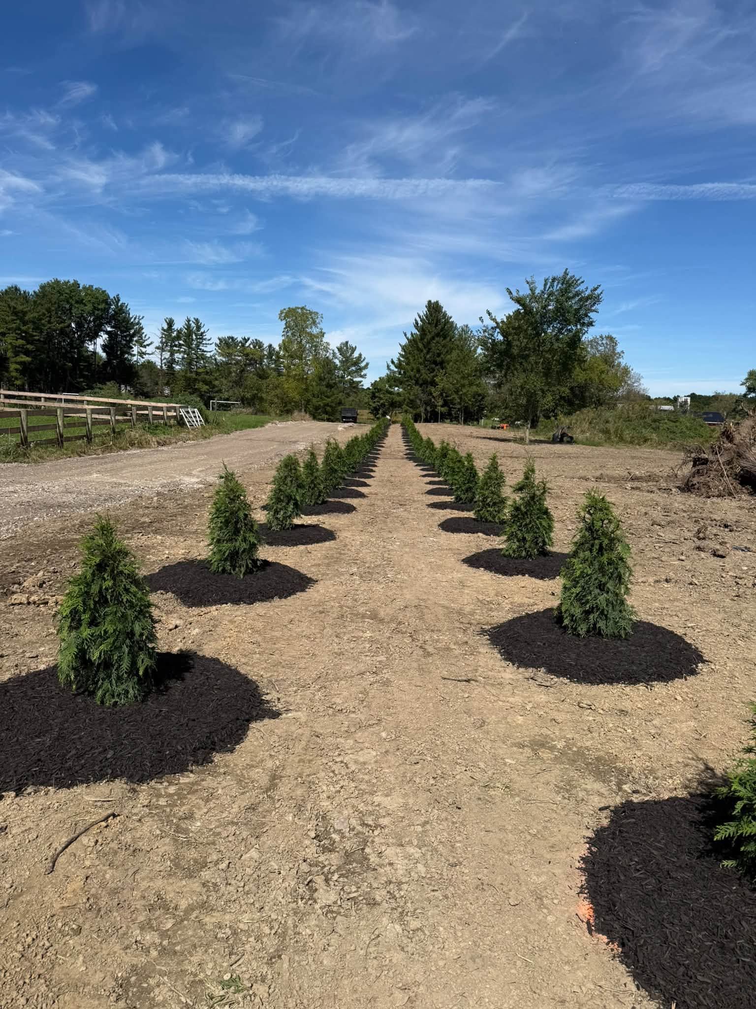 Rows of small shrubs planted in mulch along a gravel path under a blue sky.