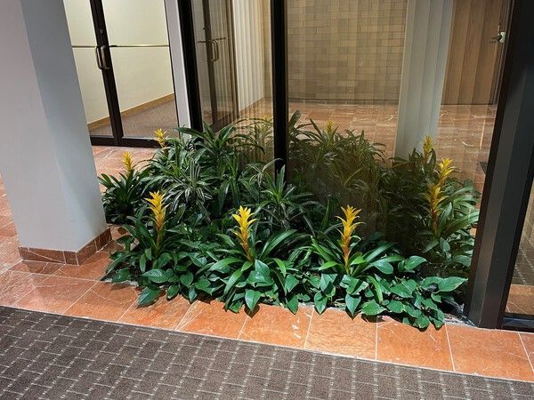 Indoor garden bed with green plants and yellow flowers next to a glass door.